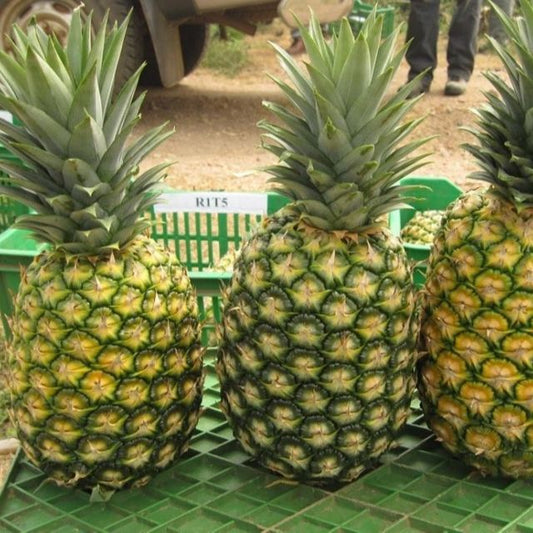 🍍 Golden Pineapple – Per Piece (Approx. 1.5 KG)